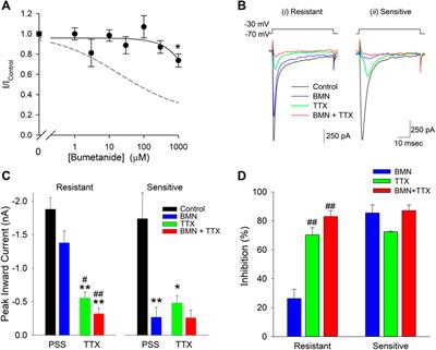 Loop Diuretics Inhibit Ischemia-Induced Intracellular Ca2+ Overload in Neurons via the Inhibition of Voltage-Gated Ca2+ and Na+ Channels